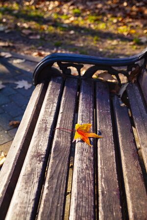 Autumn maple leaf on a park bench. Beautiful landscape. Evening.の写真素材
