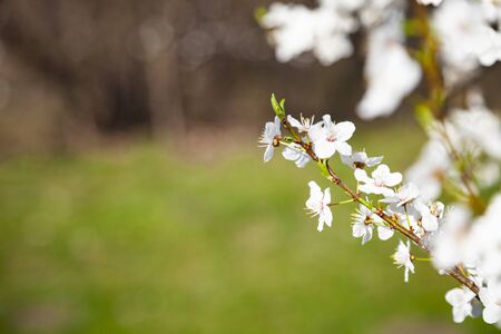 Blooming cherry branch. Beautiful spring landscape. Flowers close-up.