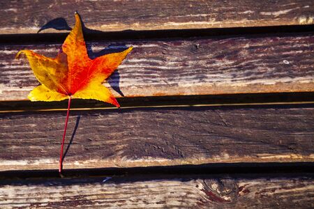 Autumn maple leaf on a park bench. Beautiful landscape. Evening.の写真素材