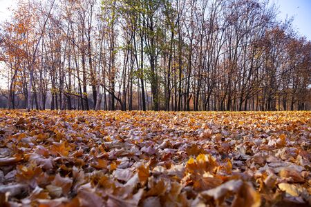 Beautiful autumn park. Beautiful fall landscape.の写真素材