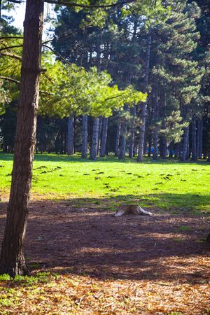 Coniferous trees in the park. Beautiful spring landscape. Pines.の写真素材