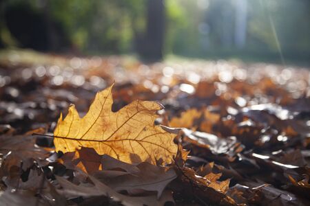 Bright oak leaves close-up. Beautiful autumn landscape on a sunny day.