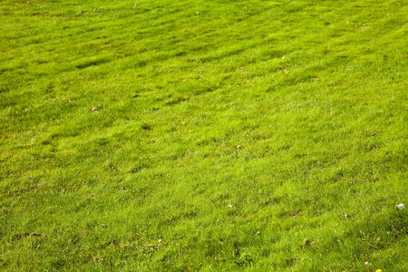 Lawn close-up. Green grass. Background.の写真素材
