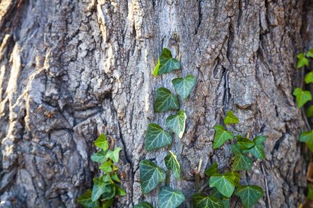 Ivy on a tree close-up. Plants in the park in the fall.の写真素材