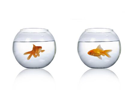 Two round aquarium with goldfish isolated on a white background.