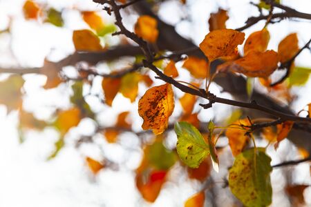 Bright leaves close-up.Beautiful fall landscape.の写真素材