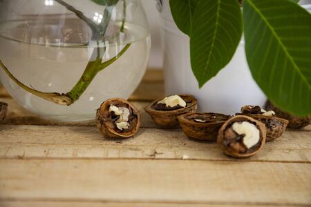 Walnuts and leaves on a wooden table.