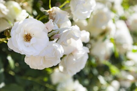 White climbing roses close-up. Summer flowers on a sunny day. の写真素材
