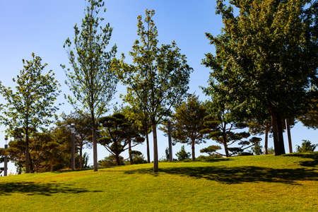 Trees against the sky. Beautiful summer landscape in the park. Green lawn.