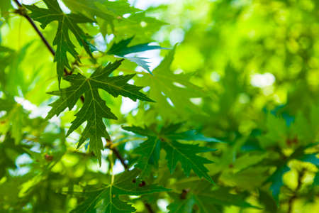 Green leaves close up. Beautiful summer landscape. Park on a sunny day.の写真素材