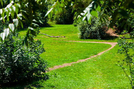 Lawn and trees. Beautiful summer landscape. Park on a sunny day.の写真素材