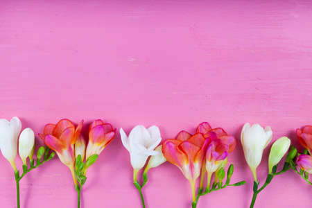 Beautiful freesia on a pink wooden background. Multi-colored flowers.の写真素材