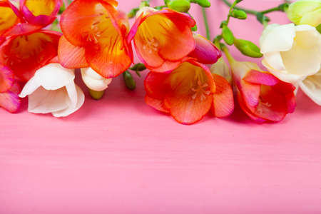 Beautiful freesia on a pink wooden background. Multi-colored flowers.の写真素材