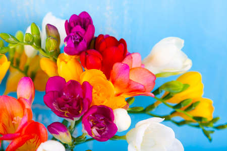 Bouquet of multi-colored freesias on a blue background. Beautiful flowers.の写真素材