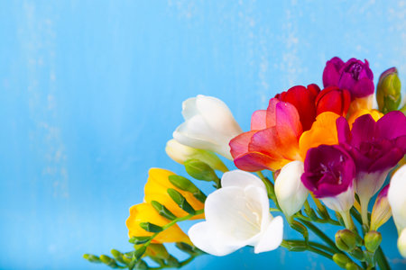 Bouquet of multi-colored freesias on a blue background. Beautiful flowers.の写真素材
