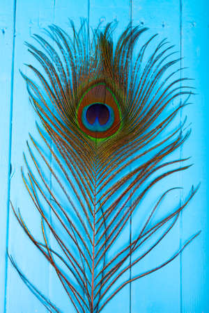 Peacock feather on a blue wooden background.の写真素材