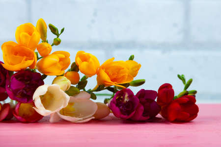 Beautiful freesia on a pink wooden background. Multi-colored flowers.の写真素材