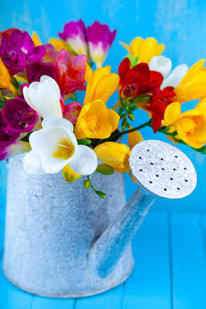 Bouquet of multi-colored freesias in a watering can on a blue background. Beautiful flowers.の写真素材