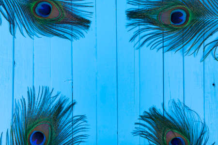 Four peacock feathers on a blue wooden background. Place for your text.の写真素材