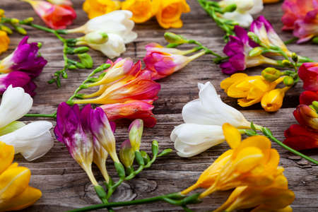 Bouquet of multi-colored freesias on old wooden background. Beautiful flowers.の写真素材