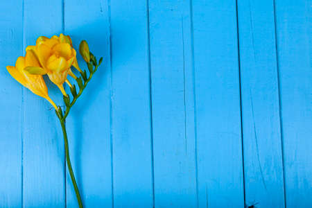 Yellow freesia on a blue background. Beautiful flowers.Place for your text.の写真素材
