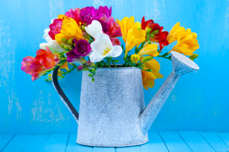 Bouquet of multi-colored freesias in a watering can on a blue background. Beautiful flowers.の写真素材