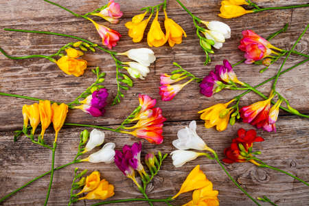 Bouquet of multi-colored freesias on old wooden background. Beautiful flowers.の写真素材