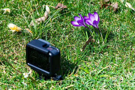 Beautiful crocuses in green grass. First spring flowers. Camera shoots a flower.