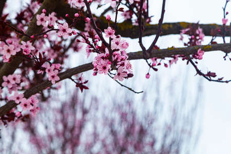 Blossoming sakura tree. Pink spring flowers.