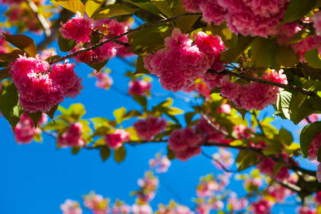 Blooming pink sakura. Beautiful flowers in the park.