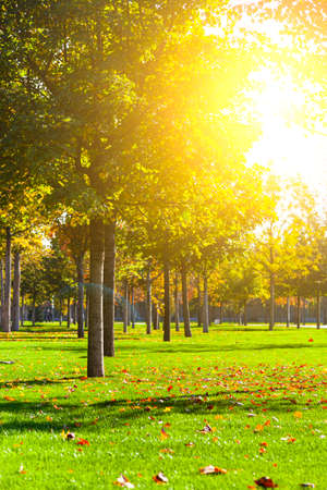 Beautiful autumn park. Beautiful fall landscape.Fallen leaves on the ground.