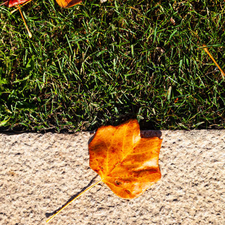 Green grass, stone path and fallen autumn leaves. Autumn in the park.