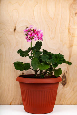 Indoor flowers on a wooden background. Beautiful geraniums in pots.