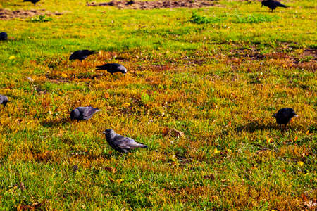 Ravens are looking for food in the grass in the autumn park.の写真素材