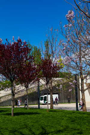 City Park "Krasnodar" or Galitsky Park. Adam's tree (Paulownia) blooms in a picturesque park around the football stadium "Krasnodar". Landscaping. Krasnodar, Russia - May 5, 2021のeditorial素材