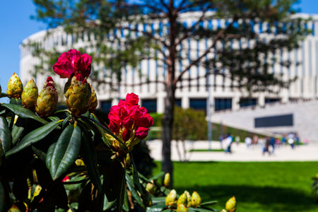 City Park "Krasnodar" or Galitsky Park. Blooming rhododendron in a picturesque park around the football stadium "Krasnodar". Landscaping. Krasnodar, Russia - May 5, 2021のeditorial素材