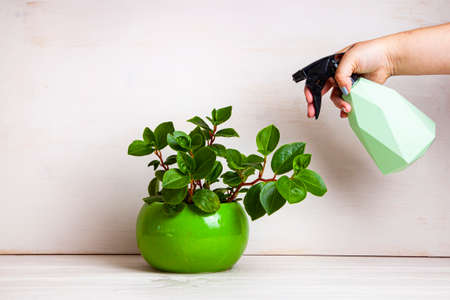 Woman sprays a houseplant with a spray bottle. Home flowers care.の写真素材
