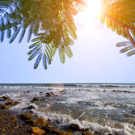 Acacia leaves and sea on a sunny summer day. Beautiful landscape.の写真素材