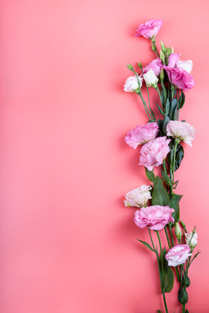 Border of flowers on a pink background. Beautiful eustomas. Place for your text.の写真素材