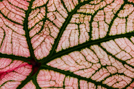 Beautiful leaf close-up. Natural background. Macro. Caladium leaf.の写真素材
