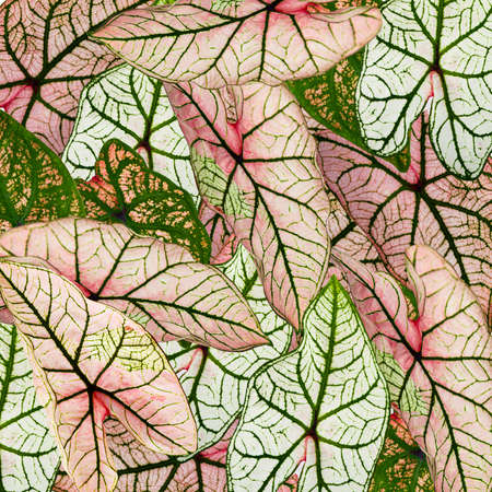 Beautiful natural background from colorful leaves. Caladium leaves close up.の写真素材