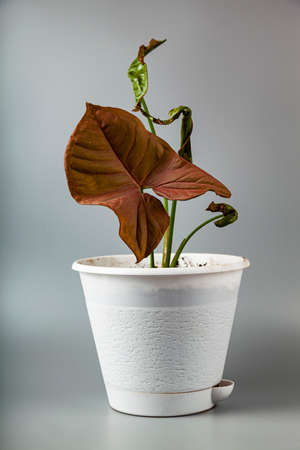 Indoor plant in a pot on a gray background. Syngonium pink neon.の写真素材