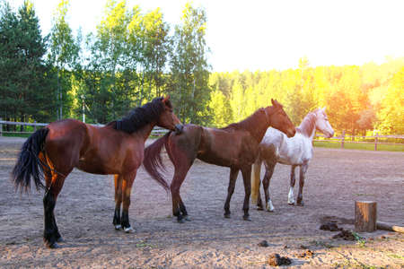 Three horses on a sunny day.の写真素材