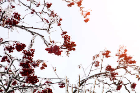 Branches with red rowan in a winter day.の写真素材