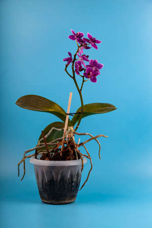 Pink orchid on a blue background. Plant care.の写真素材