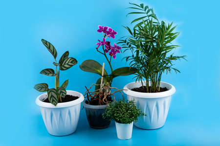 Different indoor flowers on a blue background. Plant care.の写真素材
