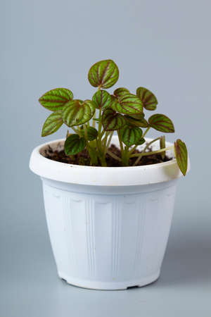 Indoor flower on a gray background. Peperomia piccollo Bandaの写真素材