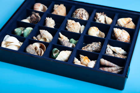 Collection of seashells in a box on a blue background.の写真素材