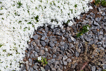 Beautiful floral background. White flox and gray stones.の写真素材