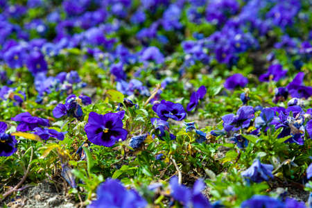 Floral background. Lilac viola close-up.の写真素材